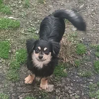 سگ نژاد دار