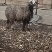 یک عدد شیشک ناب بختیاری