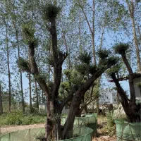 فروش درخت زیتون هخامنشی|گل و گیاه طبیعی|ایزدشهر, |دیوار