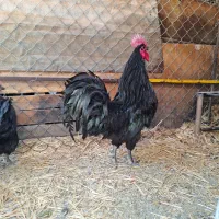 تخم نطفه دار