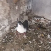 چپ سیاه|پرنده|رفسنجان, |دیوار