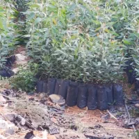 اکالیپتوس یک ساله