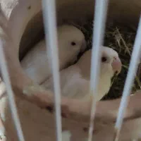 کوتوله چشم قرمز