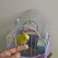 مرغ عشق دستی ، با قفس
