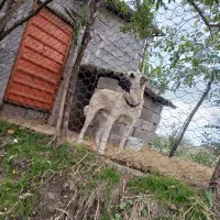 ماده سرابی ۱۱ ماهه اصیل همه چی عالی نگهبان|سگ|رشت, توشیبا|دیوار