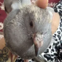 پیداشده پلاک دار