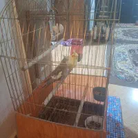 پرنده عروس با قفس|پرنده|خمام, |دیوار