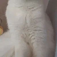 بچه گربه اسکاتیش آنفولد|گربه|بابل, |دیوار