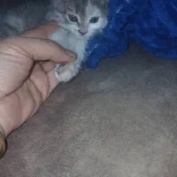 واگذاری بچه گربه