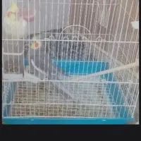 عروس هلندی نر ماده
