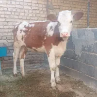 گوساله ماده سیمینتال