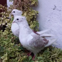 یک جفت گردار|پرنده|چگنی, |دیوار