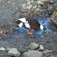 اردک غاز|حیوانات مزرعه|لاهیجان, یوسف آباد|دیوار