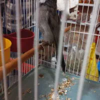 قناری|پرنده|کارون, |دیوار