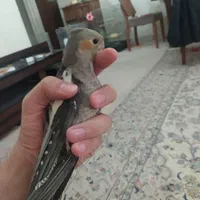 پرنده|پرنده|تهران, مینای جنوبی|دیوار