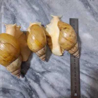 حلزون آچاتینا آلبینو بزرگ