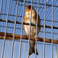 سهره چانه سفید|پرنده|کرمانشاه, |دیوار