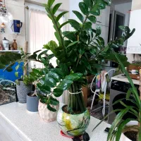 زامفولیا غول پیکر