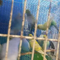 مرغ عشق|پرنده|قائم‌شهر, |دیوار