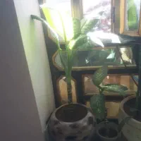 گل طبیعی|گل و گیاه طبیعی|ایلام, |دیوار