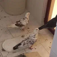 کبوتر