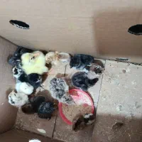 جوجه مرغ محلی