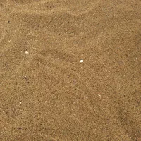 بذر یونجه درجه یک