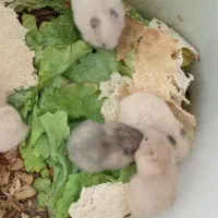 همستر|موش و خرگوش|نجف‌آباد, صالح آباد|دیوار