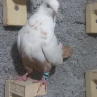 سفید عروس و سینه|پرنده|شیراز, کوشک میدان|دیوار