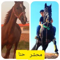 نریان عرب و مادیان دره شور