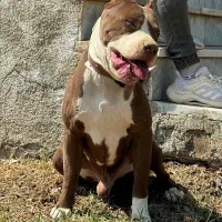 پیتبول استافورد ( وارداتی )|سگ|کرج, فاز ۲ مهرشهر|دیوار