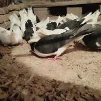 فروش کبوتر (فوری)