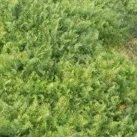 شوید ساقه کوتاه کیلو ۴۰ ارسال رایگان