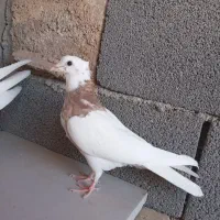 کبوتر طوقی|پرنده|قزوین, |دیوار