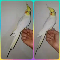 عروس هلندی جفت ، ماده تک
