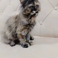 گربه پرشین|گربه|بوکان, |دیوار