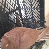 کبوتر،کفتر|پرنده|شهریار, یوسف آباد صیرفی|دیوار