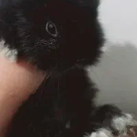 بچه خرگوش رنگی مشکی مخملی نژاد دار