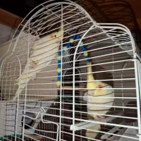 عروس هلندی|پرنده|کرمان, |دیوار