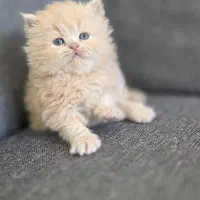 گربه پرشین سفید کاراملی گارفیلدی|گربه|تهران, امجدیه (خاقانی)|دیوار