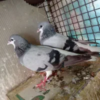 کبوتر بد رنگ