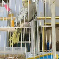 عروس هلندی گلباقالی