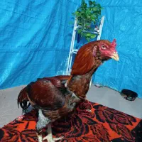 خروس لاری|حیوانات مزرعه|گرگان, |دیوار