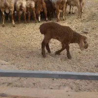 تعدادی گوسفند میش بره چینی در رابر