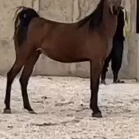 مادیان دره شوری