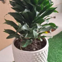 گل و گیاه سرحال و سرزنده