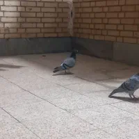 کبوتر