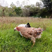 مرغ و خروس و جوجه محلی