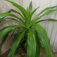 گل فروشی|گل و گیاه طبیعی|نیشابور, گمنام غربی|دیوار