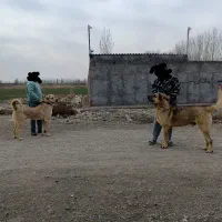 سگ سرابی پژدر آلابای کانگال